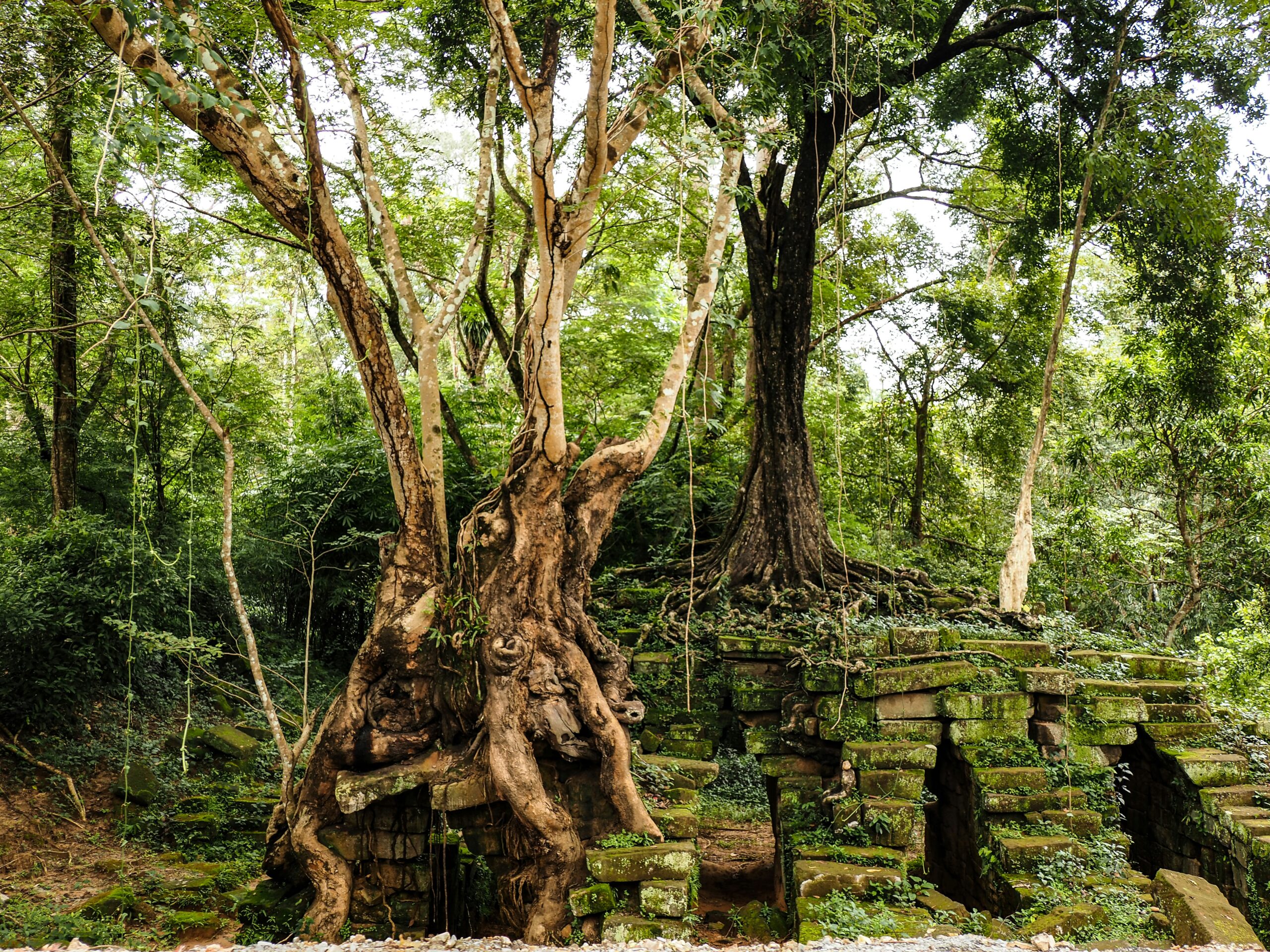 a large tree in the middle of a forest